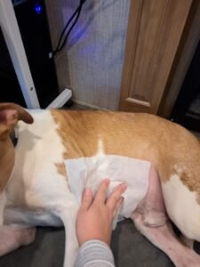 Best Pet Supplies Moisturizing Coconut Pet Wipes for dogs and cats, natural pet grooming products