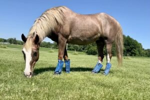 SHOOFLY Horse Leggings for fly protection at The Animal Kingdom