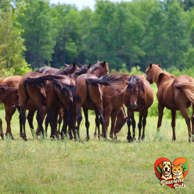 Effective horse fly control solutions at The Animal Kingdom