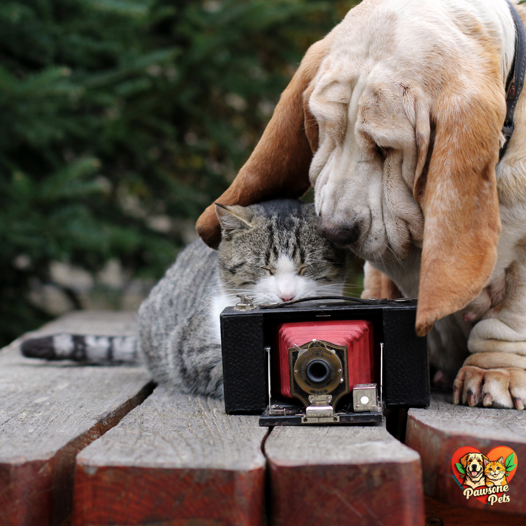 Best Pet Cameras for Monitoring Your Pet at Home