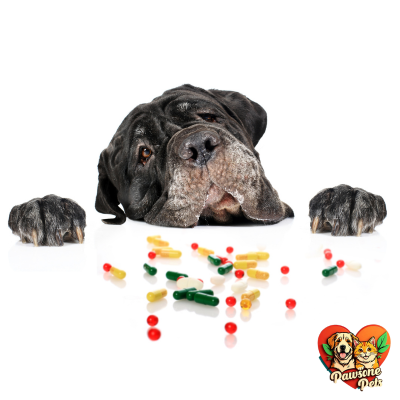 The Animal Kingdom: Probiotics for Dogs - Healthy Digestion