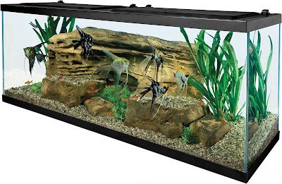 29-gallon glass aquarium tank with vibrant fish, perfect for beginner aquarists and aquatic kingdom enthusiasts