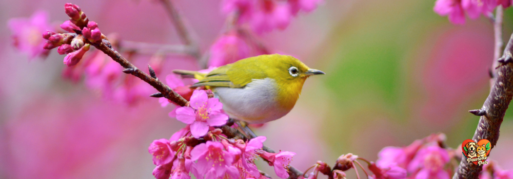 Animal Kingdom Birds: Colorful birds flying in their natural habitat