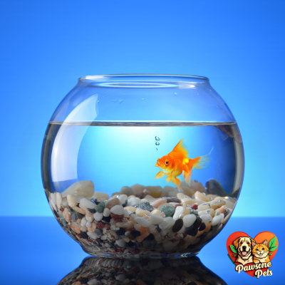 Colorful fish swimming in a beginner-friendly aquarium tank