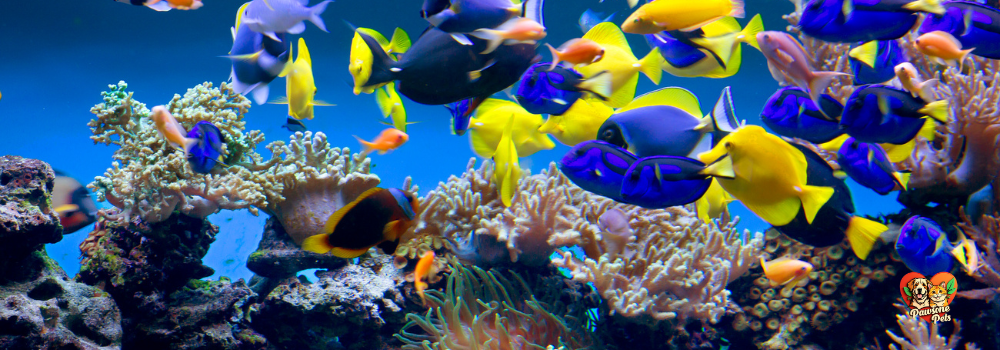 Animal Kingdom Aquarium: Colorful fish swimming in a vibrant aquatic environment