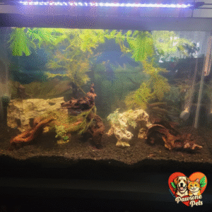 29-gallon glass aquarium tank with healthy fish and plants, showcasing Tetra's quality and performance
