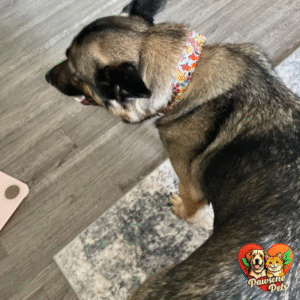 Unique Style Paws Home Dog Collar - Blue Stripe, Comfortable, Stylish