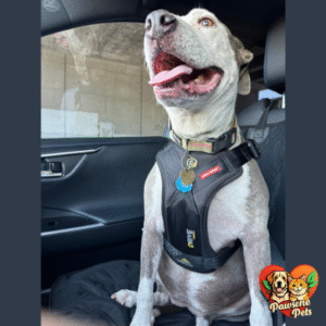 EzyDog Drive Dog Car Harness for Outdoor Adventures and Road Trips