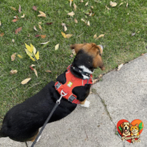 Ruffwear Front Range Dog Harness for Everyday Walking and Training