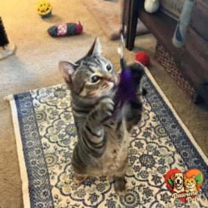 Interactive Playtime at Home with Pet Fit For Life Cat Feather Wand Toy