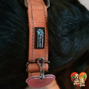Max and Neo Home Reflective Dog Collar - X-Small, Teal, for Indoor and Outdoor Use