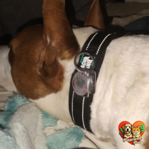 Black Rhino Home Dog Collar - Adjustable Reflective Heavy Duty Collars for Large Dogs with Neoprene Padding