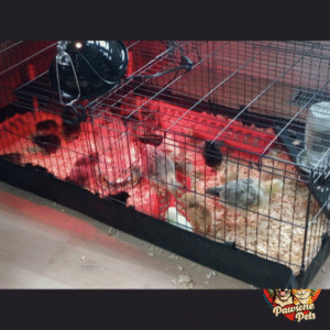 Amazon Basics Pig Pet Cage for Home Use