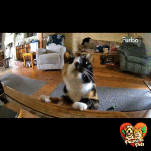 Furbo Dog Camera for Home Use - 360° Pan and Tilt