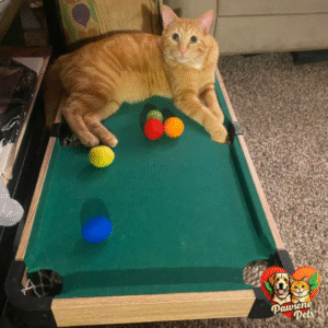 VETRESKA 4-in-1 Home Cat Toy - Mini Pool Table for Indoor Feline Fun