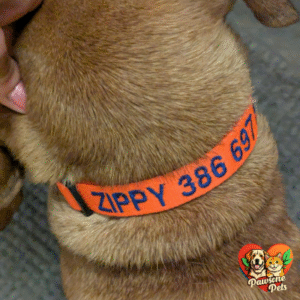 GoTags Home Personalized Dog Collar - Custom Embroidered for Indoor Pets