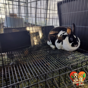 Midwest Homes for Pets Wabbitat Portable Rabbit Cage for Home Use - Rabbit Enclosure