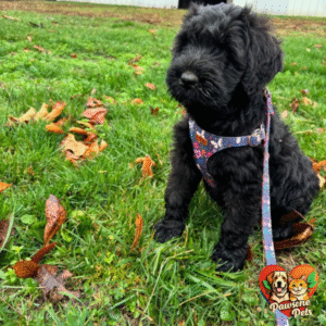Chede Dog Harness for Indoor and Outdoor Use - Comfortable Pet Harness