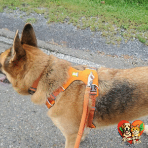 Ruffwear Home Front Range Dog Collar - Adjustable, Reflective, for Indoor Use