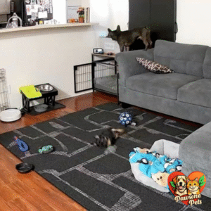 Kasa Pan/Tilt Pet Camera for Home - Monitor Your Pet with Ease