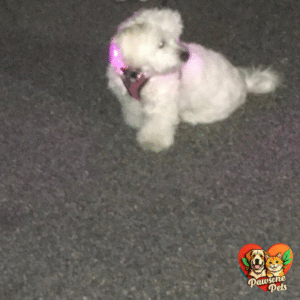 Blazin Home Light Up Dog Collar - Safe Nighttime Companion
