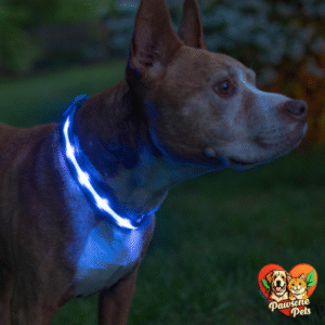 Blazin Light Up Dog Collar - Original LED Collar, USB Rechargeable, Waterproof