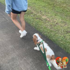 2 Hounds Design Freedom Dog Harness in Teal for Comfortable Home Walks