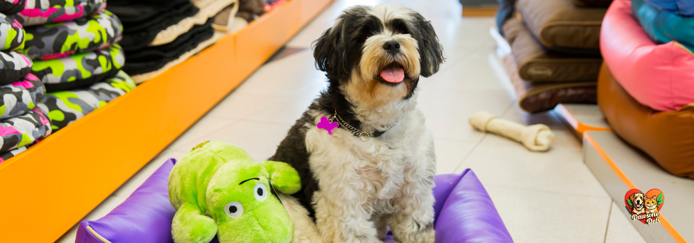 Top-rated pet products for dogs, cats, and small animals - Animal Kingdom
