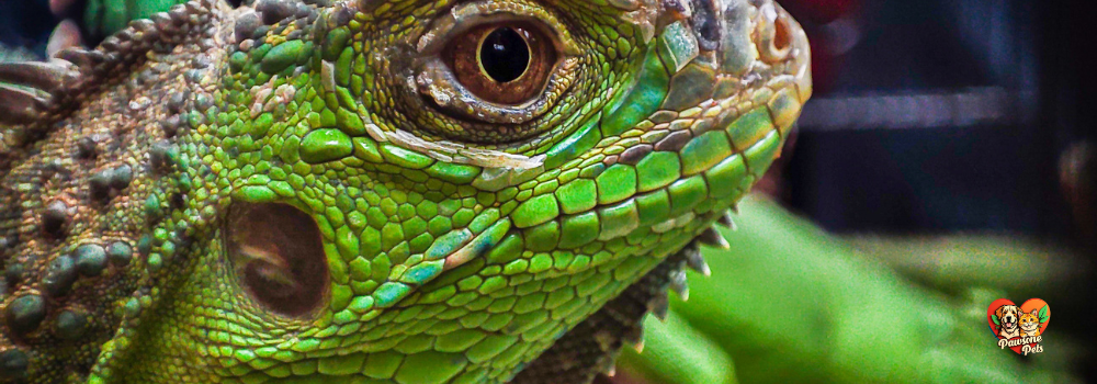 Animal Kingdom Reptiles: Scaly creatures in their natural habitat