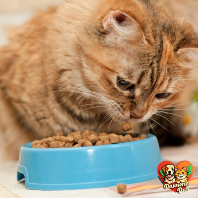 Top-Rated Cat Food Options - Dry and Wet Food Reviews in the Animal Kingdom