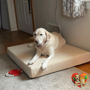 K9 Ballistics Indoor Orthopedic Dog Bed - Tough Ripstop, Solid Orthopedic Foam, Removable Washable Cover, Blue Quartz