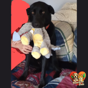goDog Dinos Frills Indoor Squeaky Plush Dog Toy - Gray, Large with Chew Guard Technology for Quiet Play