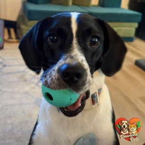 Chew King Dog Fetch Balls - Durable Outdoor Rubber Balls for All Breed Sizes