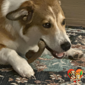 Benebone Wishbone Durable Dog Chew Toy - Large, Real Bacon Flavor for Aggressive Chewers, Indoor Play