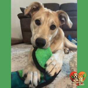 Outward Hound Durablez XXL Squeaky Snake Dog Toy - Green, Stuffing-Free and Tough Plush for Indoor Play