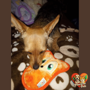 Outward Hound Durablez Indoor Squeaky Dog Toy - Brown, Tough Plush and Stuffing-Free for Quiet Play