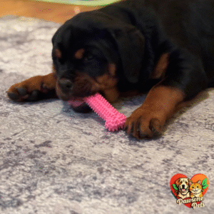 Nylabone Indoor Puppy Chew Toys & Natural Treat Triple Pack - Pink, Chicken & Bacon Flavor, Small - Up to 25 Ibs, 3 Pack