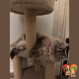 Amazon Basics Indoor Cat Tree for Home - Beige, Multi-Level Climbing Tower