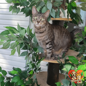 On2 Pets Indoor Cat Tree for Home - Multi-Level Cat Condo with Leaves