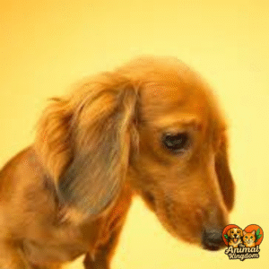 Canine eye contact - confidence, fear, relaxation, and aggression