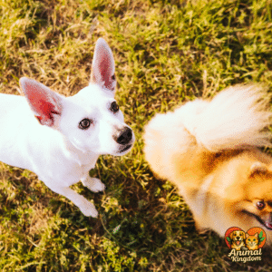 Dog ear positions - forward, back, and held high - conveying emotions and intentions