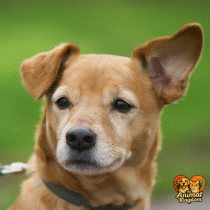 Understanding canine ear positions and emotions