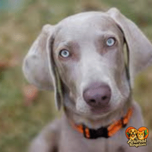 The Language of Eye Contact Dogs use eye contact to communicate a range of emotions, from confidence and assertiveness to fear and submission. Here are some common eye contact cues and their meanings: - Direct Eye Contact: Direct eye contact can indicate confidence, assertiveness, or aggression. When a dog maintains direct eye contact, it may suggest that they're feeling confident or dominant. However, in some cases, direct eye contact can also be a challenge or threat. - Avoiding Eye Contact: Avoiding eye contact can indicate fear, submission, or anxiety. When a dog avoids eye contact, it may suggest that they're feeling nervous or intimidated. This cue can be particularly important in social situations or when introducing your dog to new people or environments. - Soft Gaze: A soft gaze can indicate relaxation or trust. When a dog's gaze is soft and relaxed, it may suggest that they're feeling calm and at ease. This cue can be a good indicator of your dog's emotional state in a given situation. - Staring: Staring can indicate aggression or dominance. When a dog stares intensely, it may suggest that they're feeling assertive or threatened. It's essential to recognize this cue and respond appropriately to avoid escalating the situation.