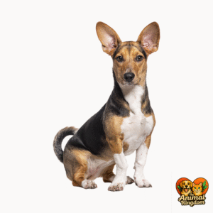 Dog ear positions and movement conveying emotions and intentions