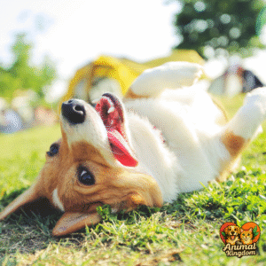 Dog body language - posture cues and their meanings