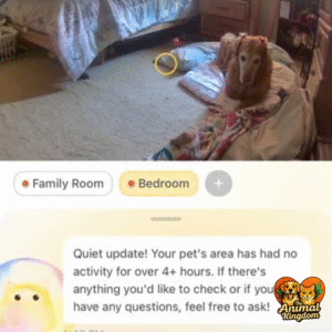 Furbo 360° Dog Camera with 360° rotating camera and treat dispenser for home use
