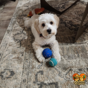 Interactive dog toy ball with E-TPU material, IPX7 waterproof rating, and automatic movement for dogs