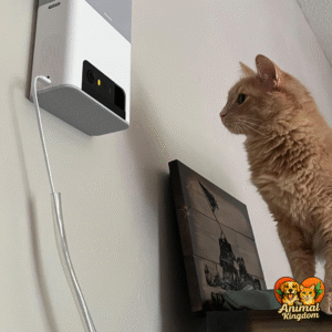 Petcube Bites 2 Lite interactive pet camera with phone app, motion detection, and treat dispenser for dogs and cats