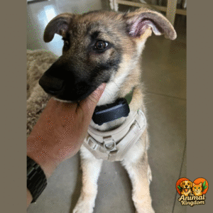 Tractive dog GPS tracker with GPS data export, waterproof design, and health alerts