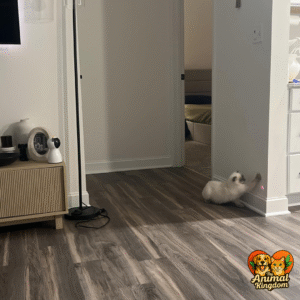 4th generation laser cat toy with real random trajectory and motion-activated design for indoor cats